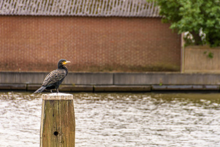 cormorant rests on a bollard on the old Rhineの写真素材