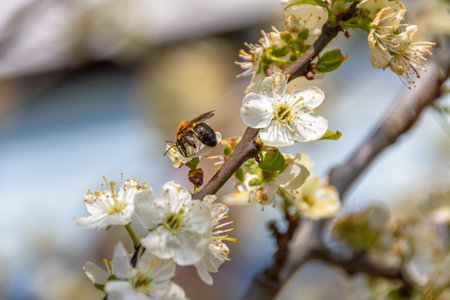 bees collects pollen from flowers