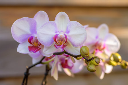 Close up view of a beautiful purple orchid plantの写真素材