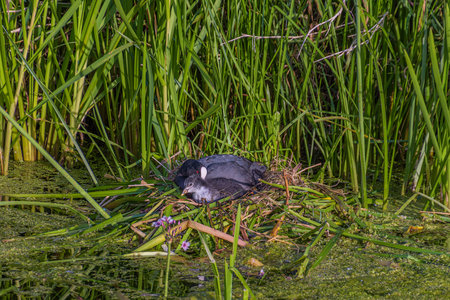 Coot with chick in a nest on the waterの写真素材