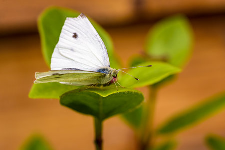 Beautiful cabbage white butterfly on green leaf with blurred background, selective focus