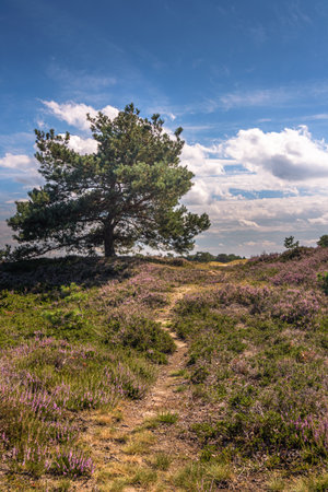 Aekingerzand Drents Friese Wold National Park on a summer dayの写真素材