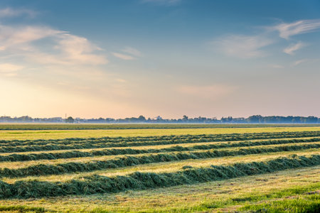 Freshly cut grass in the morningの写真素材