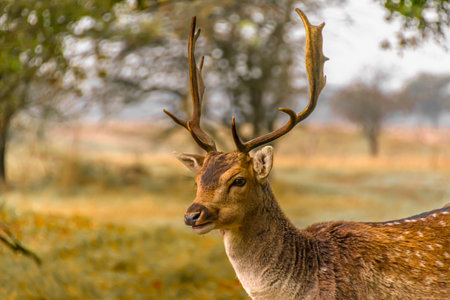 A deer stands in a lush autumn forest in the Amsterdamse Waterleidingduinen, surrounded by vibrant greenery and natural beauty.の写真素材