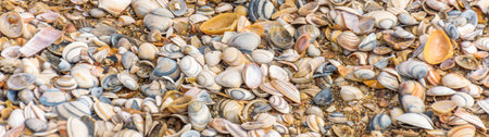 Assortment of sea shells on the beach, background or banner concept