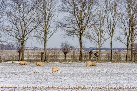 Sheep in snow-covered pasture and cyclist in the backgroundの写真素材