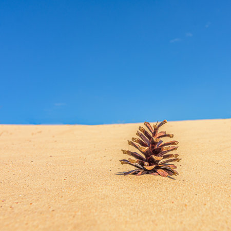 A brown pine cone in the sand with a blue sky backgroundの写真素材
