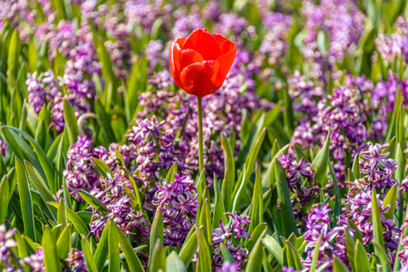 red tulip rises above a field of purple hyacinths in the Netherlandsの写真素材