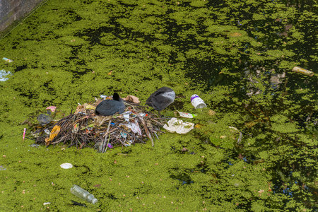 Coot breeding on nest built of twigs and trash in an urban pondの写真素材