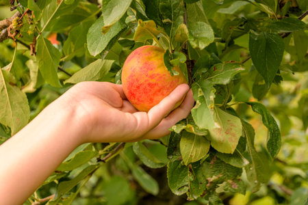 Hand picking ripe fresh apple at the apple orchard