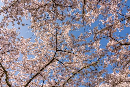 cherry blossom tree photographed from below against a blue skyの写真素材
