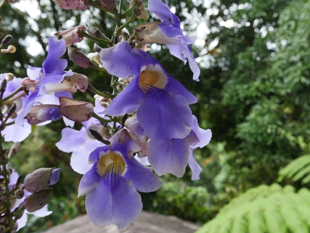 Cluster of beautiful violet bell flowers in the forest, with bokeh in the backgroundの写真素材