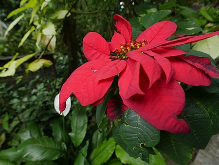 Beautiful red flowers growing in the forestの写真素材