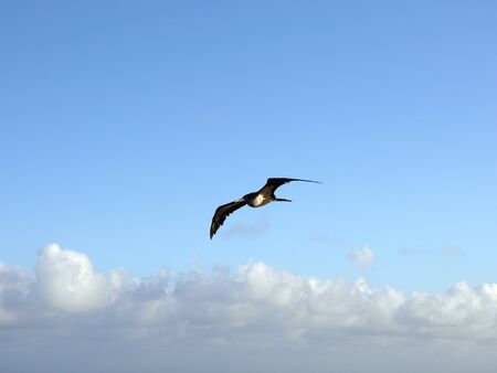 Silhouette of a bird flying in the skies with wings outstretched の写真素材