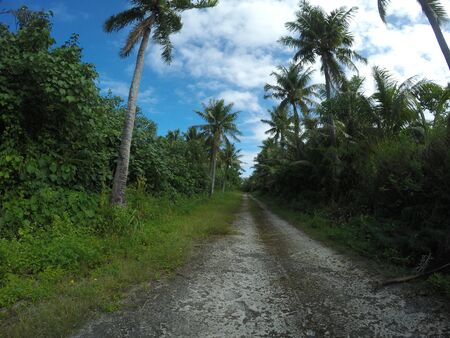 Lush vegetation and coconut trees along a rugged backroad along Rota's coastline, Northern Mariana Islandsの写真素材