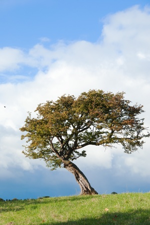 Lone Hawthorn tree の写真素材