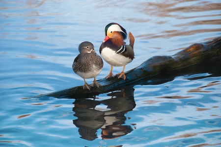 mandarin duck couple standing close together の写真素材