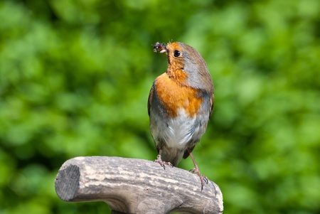 Robin holding food in its beak.の写真素材