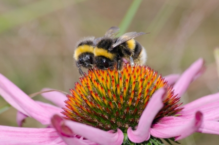 Pair of bumble bees forage for nectar on flower の写真素材
