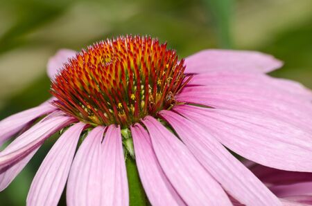 Purple coneflower の写真素材