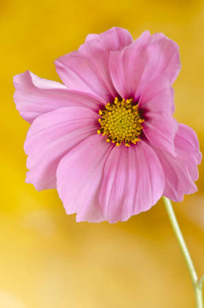 Cosmos flower in bloom  の写真素材