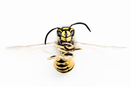 Macro photograph of a waspの写真素材