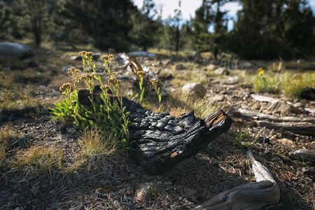 Landscape in the Sierra Nevada mountainsの写真素材