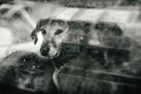 Dog looking outside a car windowの写真素材