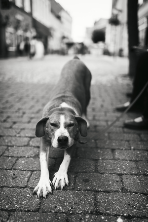 Tired dog stretching in the streetの写真素材