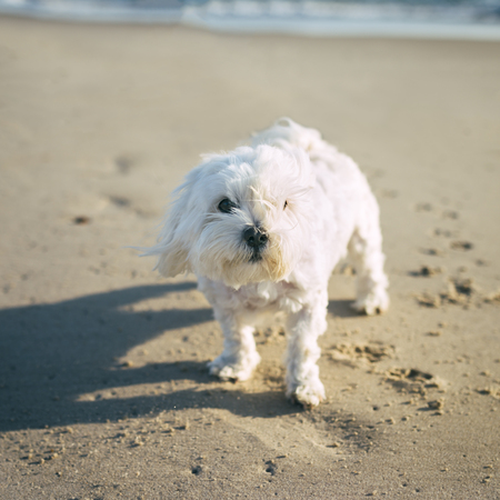 White little dog at a sandy beachの写真素材