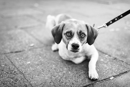 Dog on a leash is waiting for its ownerの写真素材