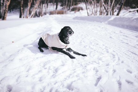 Dog is playing in the snowの写真素材