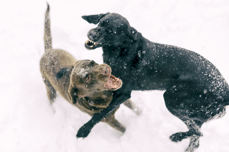 Two dogs playing in the snowの写真素材