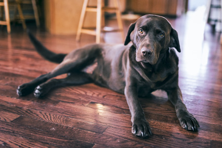 Dog sitting on the floor in the living roomの写真素材