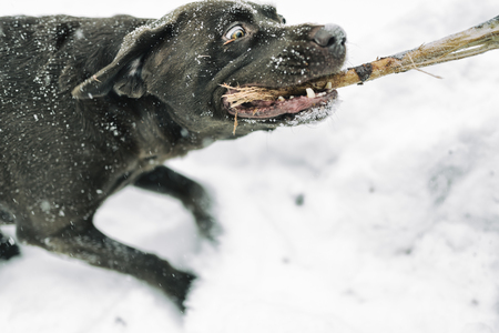 Dog is playing in the snowの写真素材