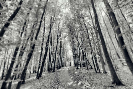 Photograph of a forest in spring