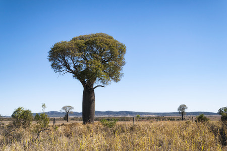 Australian baobab tree in New Wales, Australiaの写真素材