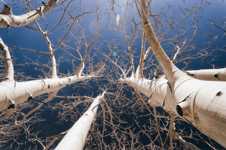 Trees in the Mountains of Utah, United Statesの写真素材