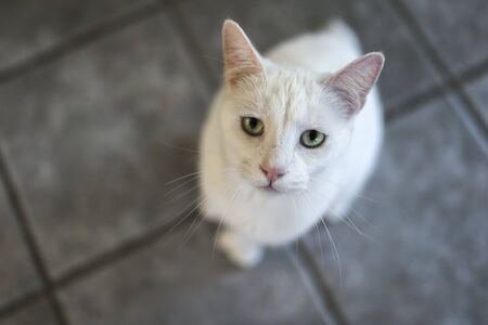 Portrait of a 2-year old male white catの写真素材