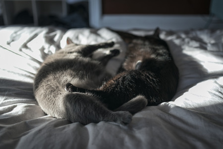 Portrait of two 10-year old cats lying on the bedの写真素材