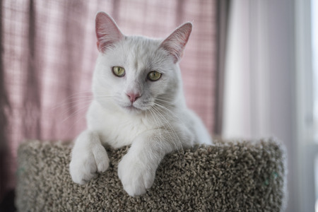 Portrait of a 2-year old male white cat