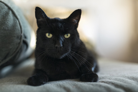 Portrait of a 10-year old male black catの写真素材