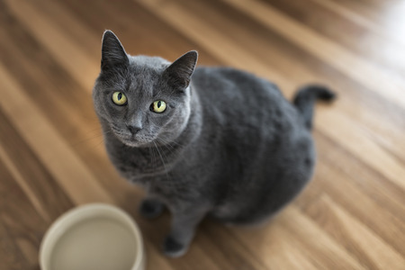 Portrait of a 10-year old female grey catの写真素材