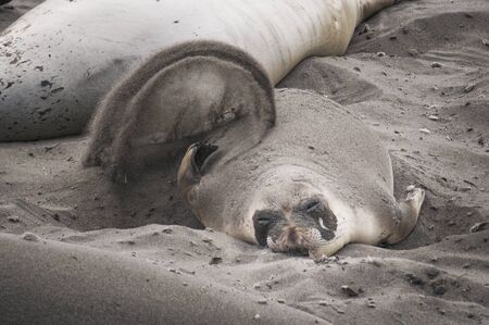 Sea Lions at the Beach in Southern California, USAの写真素材