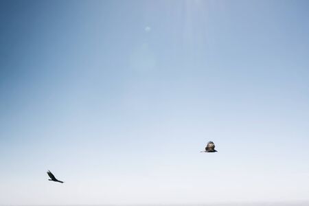 Birds Flying at Big Sur, Southern California, USA