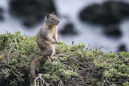 Squirrel at the Beach in Southern California, USAの写真素材