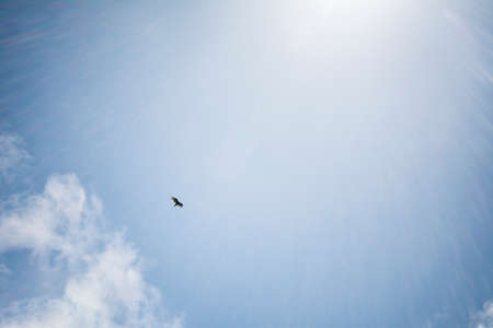 Bird Flying at Big Sur, Southern California, USAの写真素材