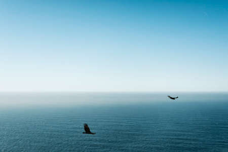 Birds Flying at Big Sur, Southern California, USAの写真素材