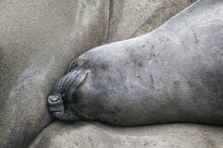 Sea Lions at the Beach in Southern California, USAの写真素材