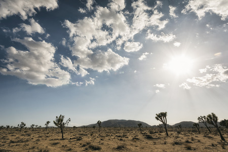 Joshua Trees at Joshua Tree National Park, Californiaの写真素材